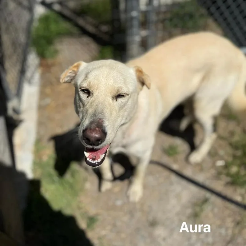 Aura thumbnail 5