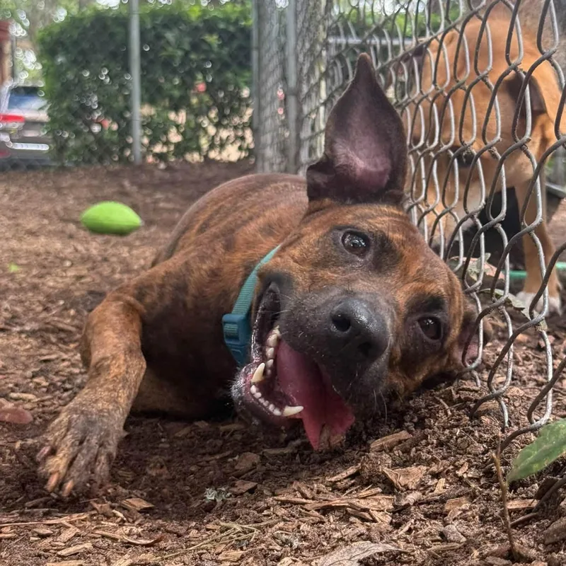 An adult medium-sized female Pit Bull Terrier dog named Sheba for adoption in St. Augustine, FL