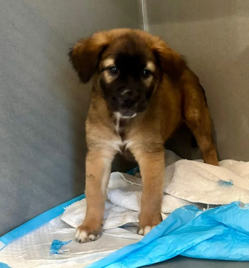 A baby medium-sized female Mixed Breed dog named Tippa for adoption in New Bern, NC
