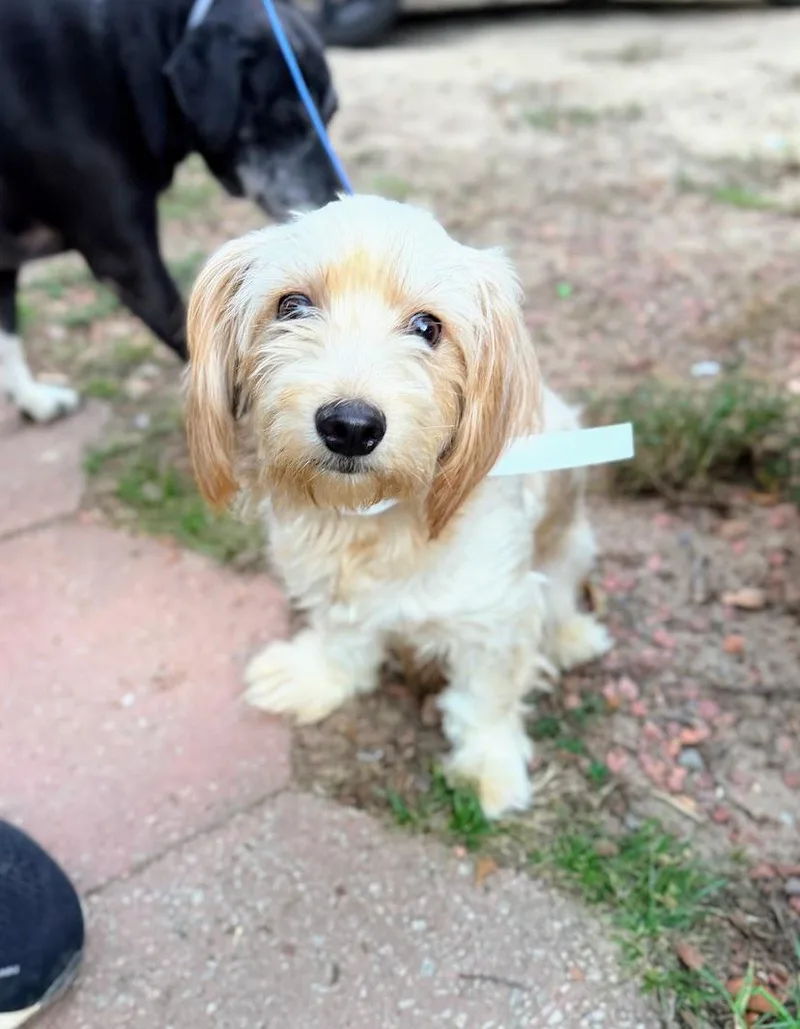An adult small-sized male Spaniel dog named Bon Bon for adoption in Fosters, AL