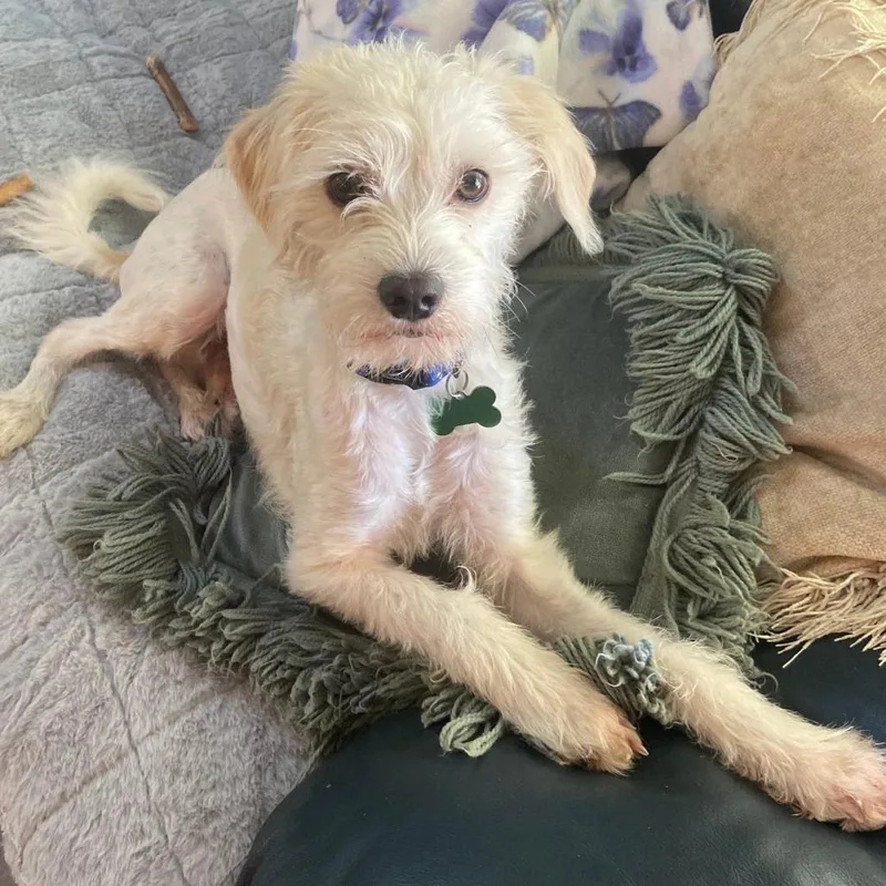 A young small-sized male Terrier dog named Bugs for adoption in Pleasanton, CA