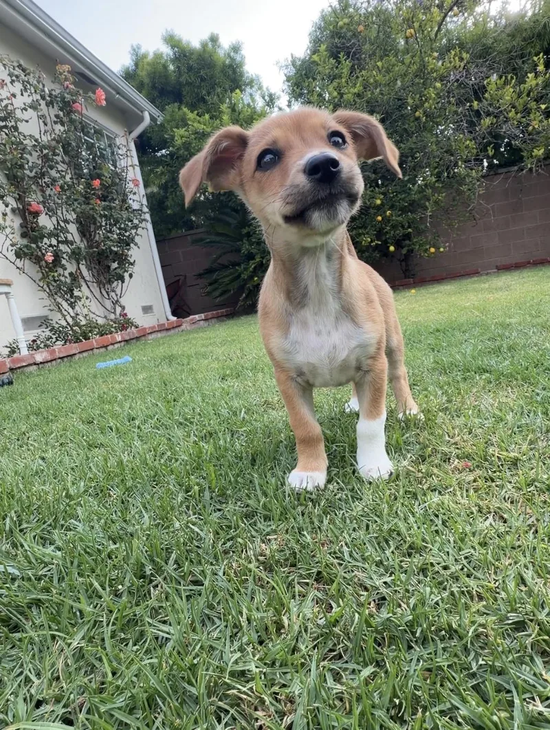 A baby small-sized female Chihuahua dog named Olive for adoption in Los Angeles, CA