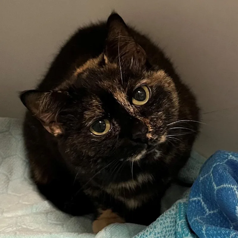 A young small-sized female Tortoiseshell Domestic Short Hair cat named Ling for adoption in New York, NY