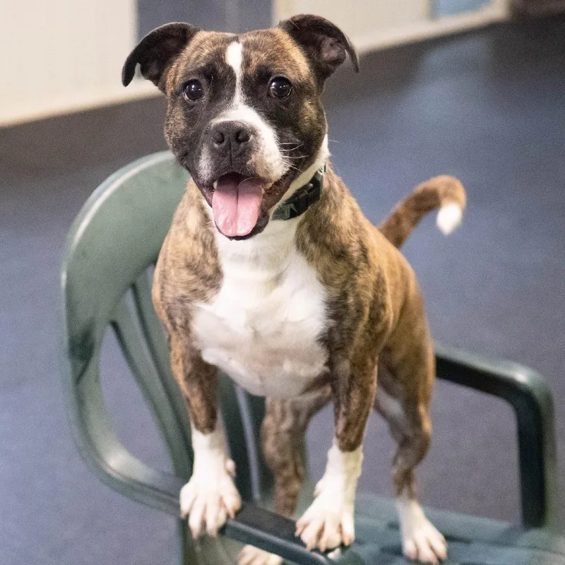 Twizzler thumbnail 2