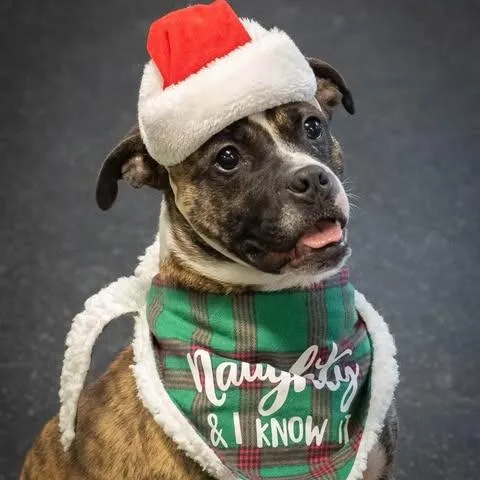 Twizzler thumbnail 4