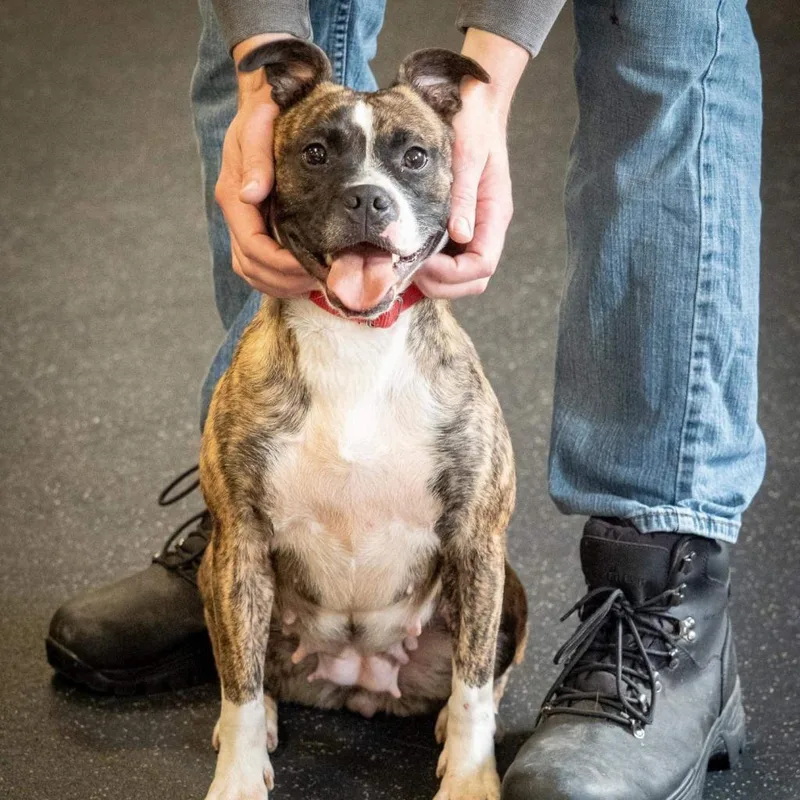 Twizzler thumbnail 5