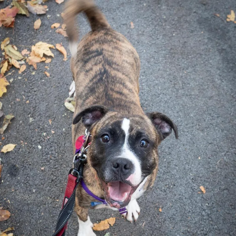 Twizzler thumbnail 6