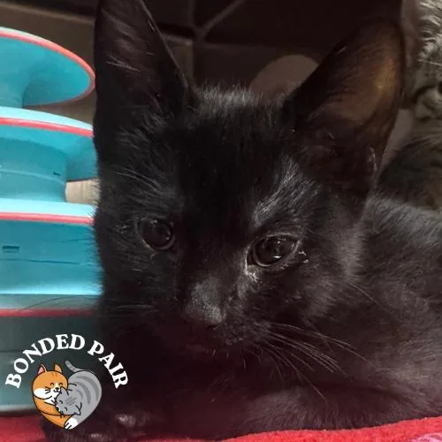 A baby small-sized male Black Domestic Short Hair cat named Warbler for adoption in Providence, RI