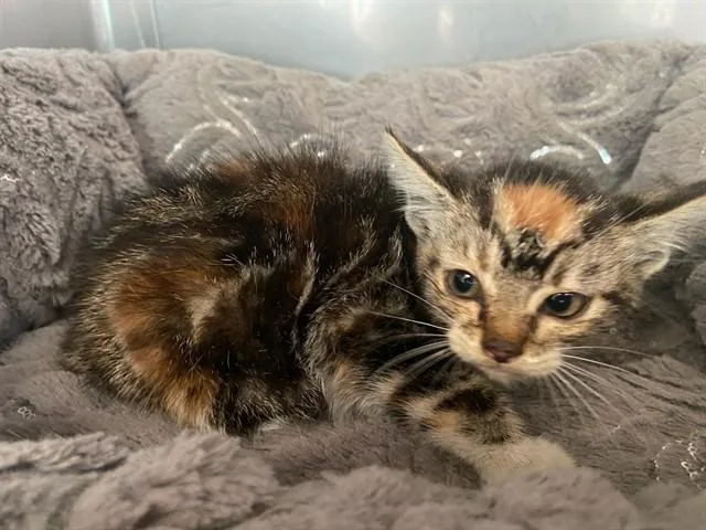 A baby small-sized female Domestic Short Hair cat named A for adoption in Baldwin Park, CA