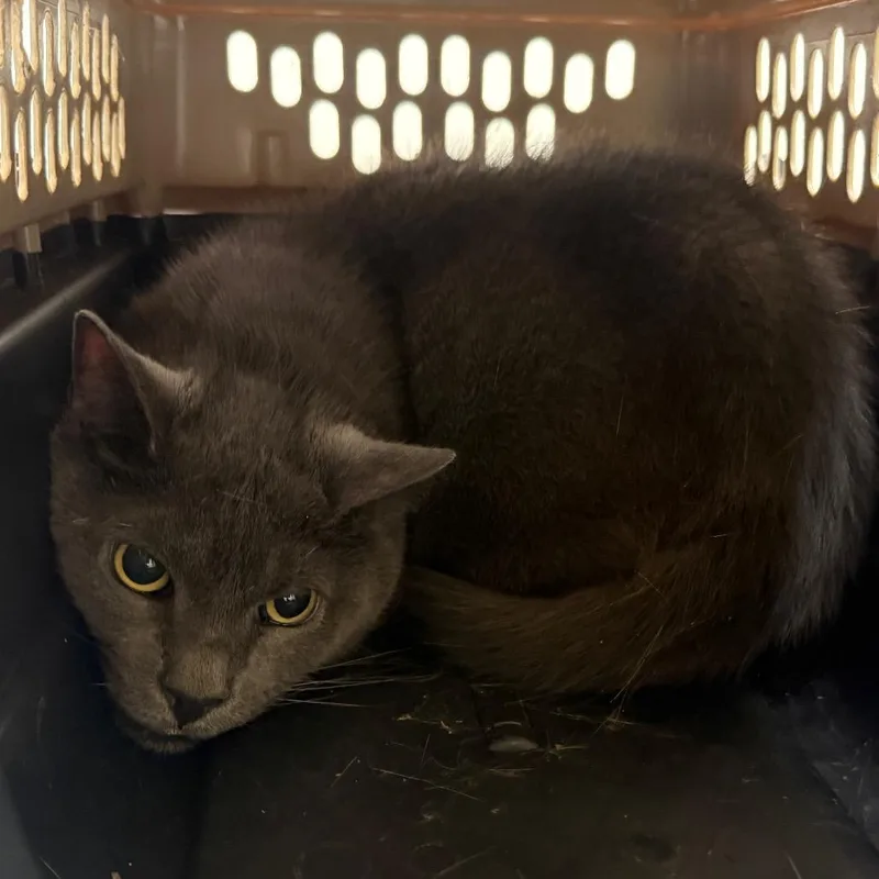 Smoky