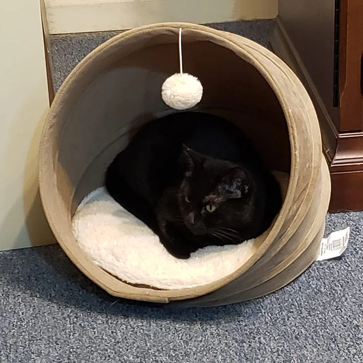 Ellierose thumbnail 2