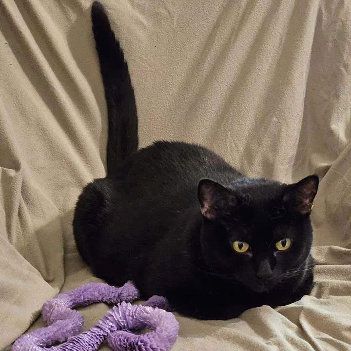 Ellierose thumbnail 3