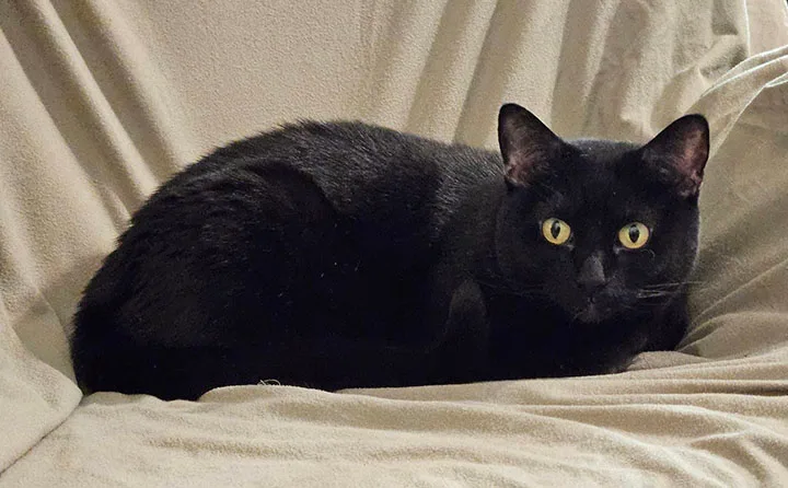 Ellierose thumbnail 4