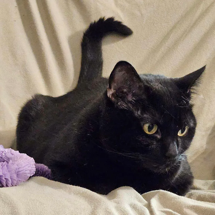 Ellierose thumbnail 6