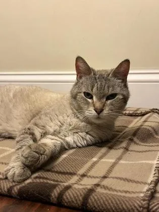 A senior small-sized male Domestic Short Hair cat named Jojo for adoption in East Brookfield, MA