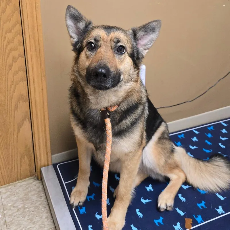 An adult medium-sized female Black German Shepherd Dog dog named Midnight for adoption in Milan, IL