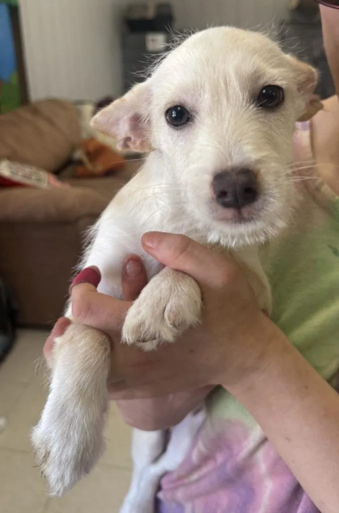 A baby small-sized female Terrier dog named Buffy for adoption in Lemoore, CA