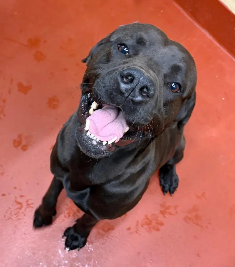 An adult extra large-sized male Mastiff dog named Tommy for adoption in Douglasville, GA