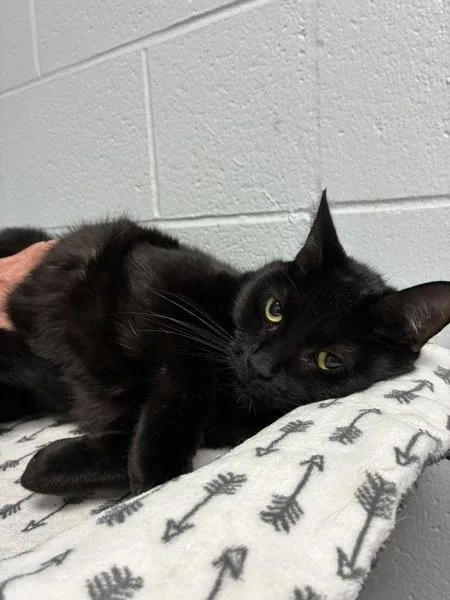 An adult medium-sized male Domestic Short Hair cat named Tyson BooSley for adoption in Salt Lake City, UT
