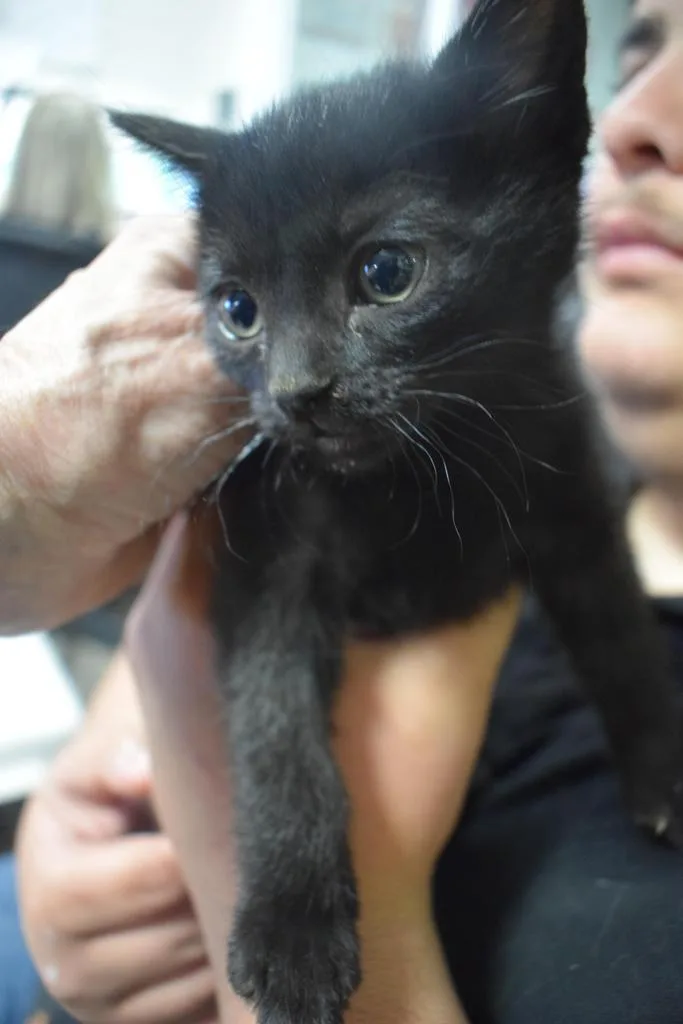 A baby medium-sized female Domestic Short Hair cat named Agnes for adoption in Pahrump, NV
