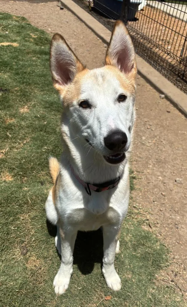 A baby medium-sized female Shiba Inu dog named Blossom for adoption in Little Elm, TX