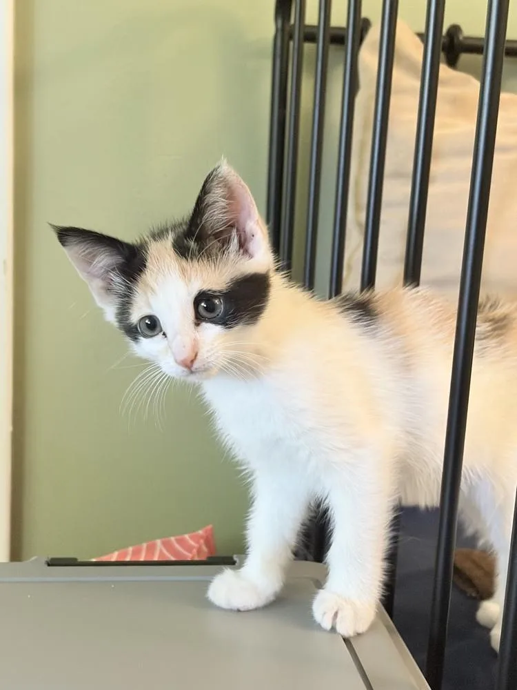 A baby small-sized female Orange & White Domestic Short Hair cat named Lilibet for adoption in Wilmington, NC