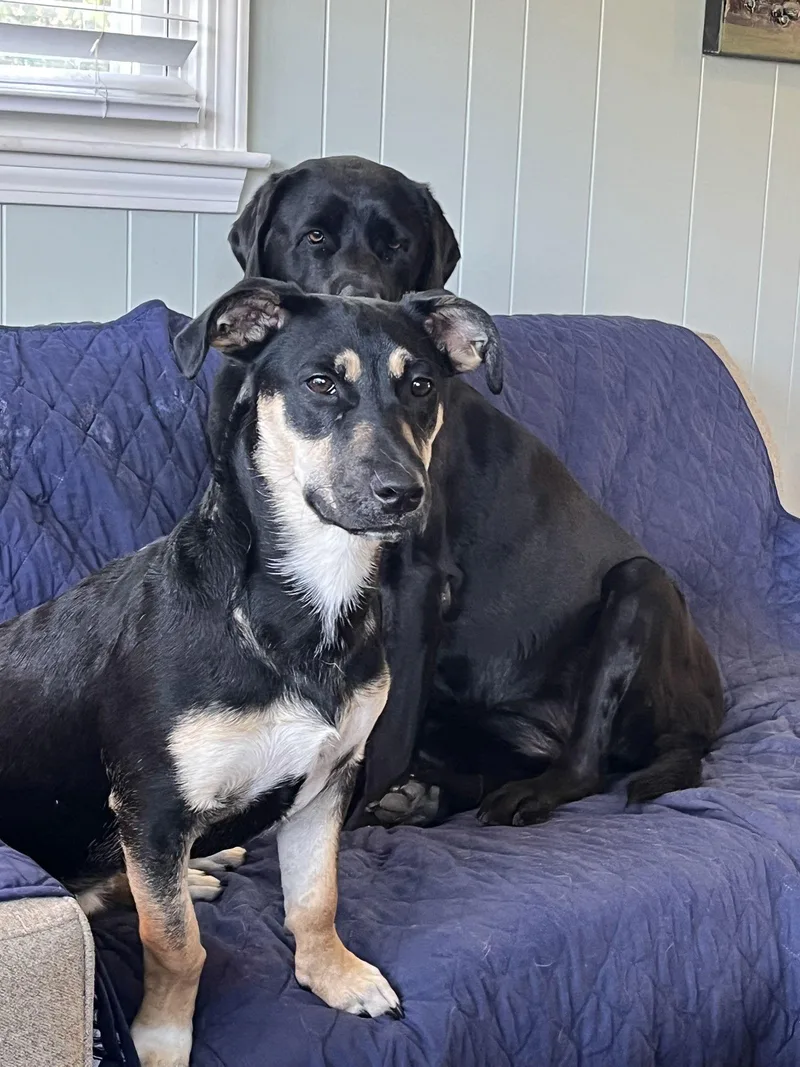 Lil Dipper Aka Leo thumbnail 2