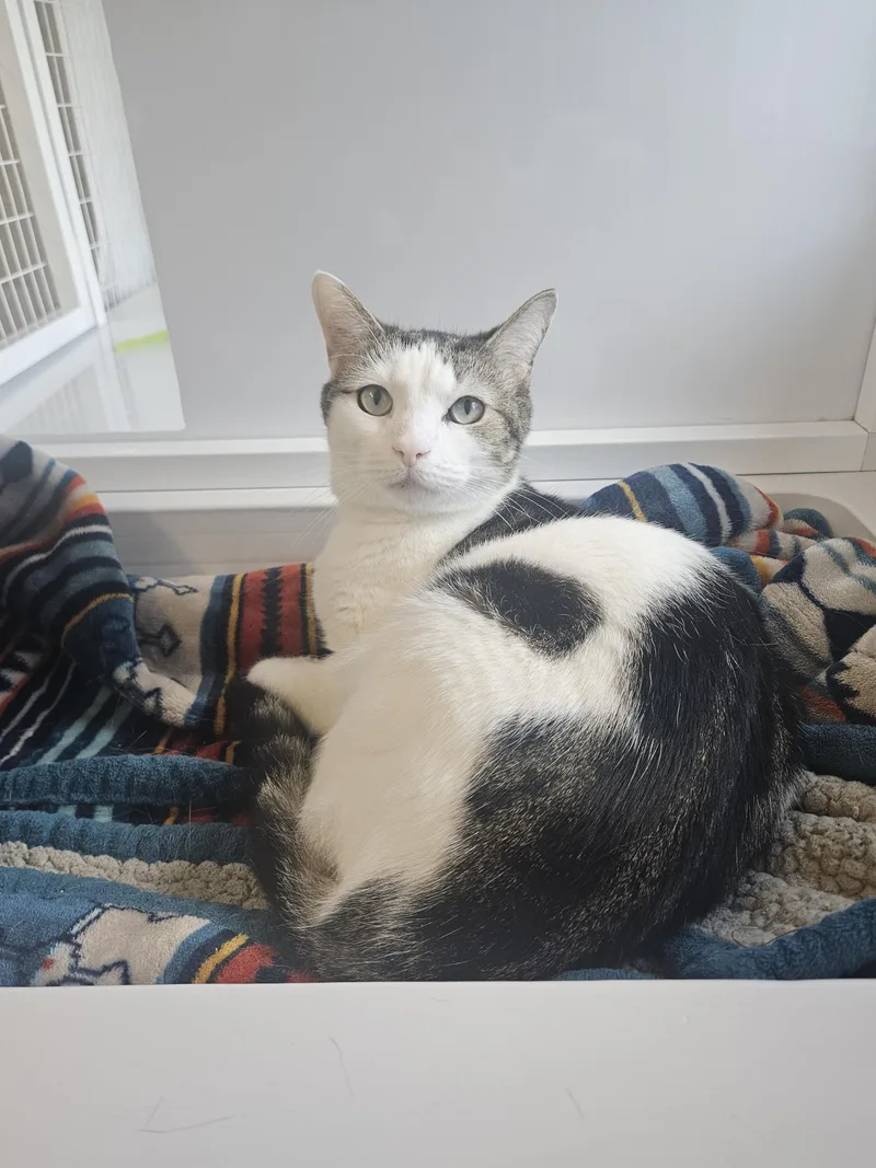 An adult medium-sized female White Domestic Short Hair cat named Chloe for adoption in Melbourne, FL