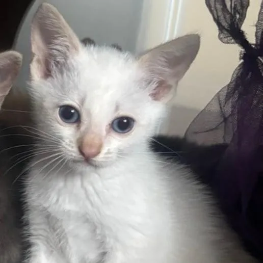 A baby small-sized male Flame Point Siamese cat named Bogart for adoption in Westminster, CA
