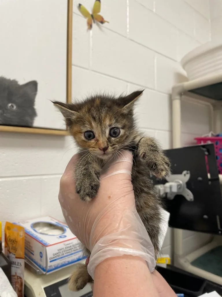 A baby small-sized female Domestic Short Hair cat named Bunny for adoption in Oxford, NC