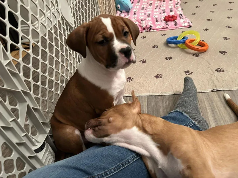 Stella  Golden Hour thumbnail 2