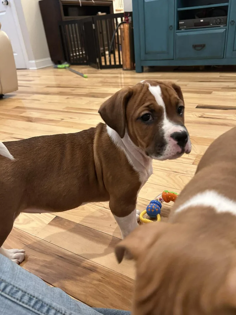 Stella  Golden Hour thumbnail 3