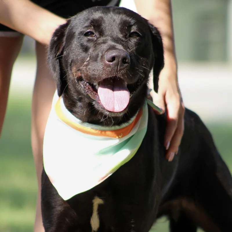 An adult medium-sized female Black Labrador Retriever dog named Callie for adoption in Columbia, SC
