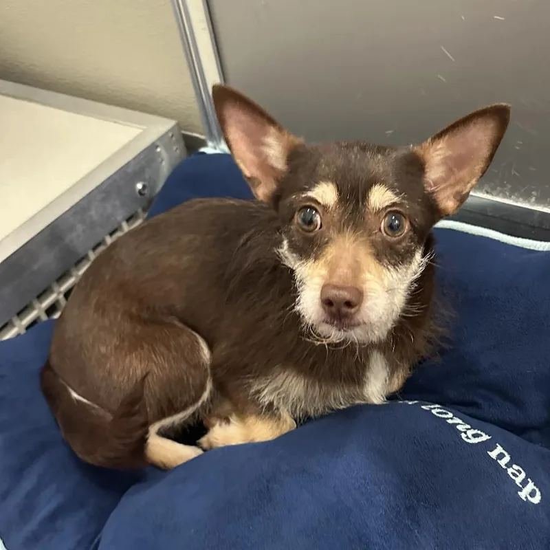 An adult small-sized female Brown / Chocolate Mixed Breed dog named Maple for adoption in Hinsdale, IL