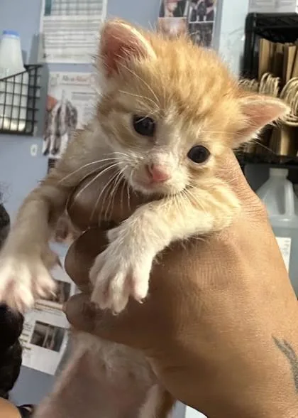 A baby small-sized male Domestic Short Hair cat named Enoki Green for adoption in Chamblee, GA