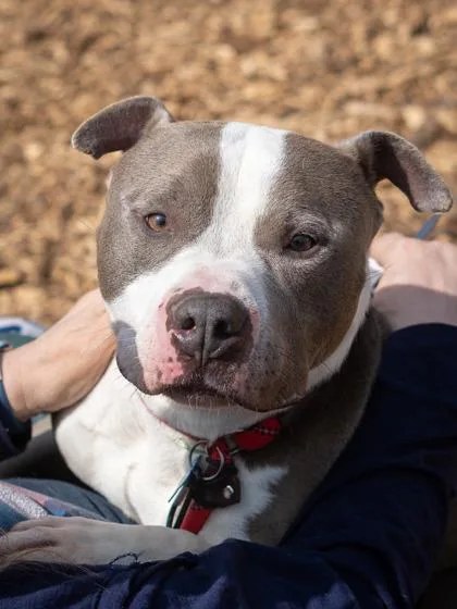 An adult large-sized male Mixed Breed dog named Tadpole for adoption in Chamblee, GA