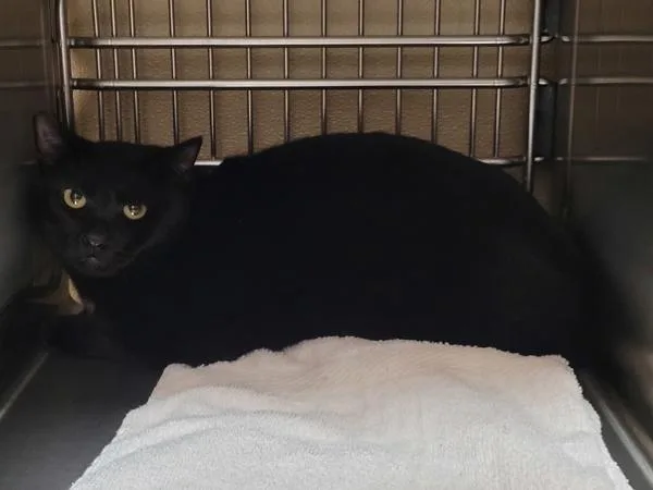 Bagheera thumbnail 2