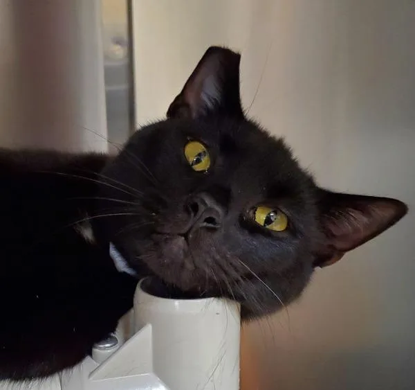 Bagheera thumbnail 3