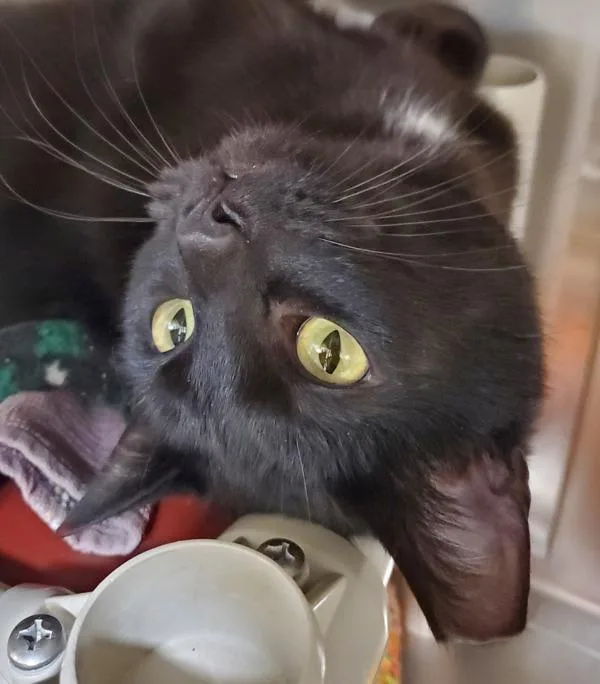 Bagheera thumbnail 4