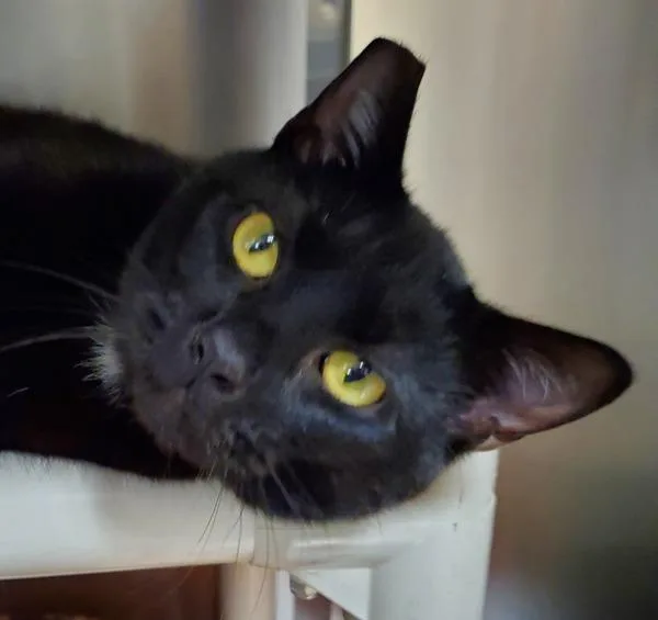 Bagheera thumbnail 5