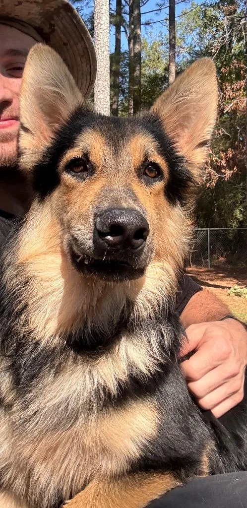 A baby medium-sized male Shepherd dog named Pharaoh for adoption in Little Rock, AR