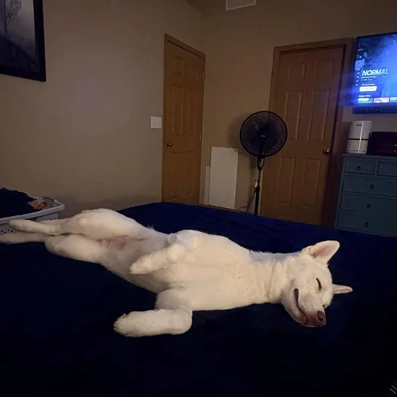 An adult medium-sized female Siberian Husky dog named Landlubber for adoption in Novelty, OH