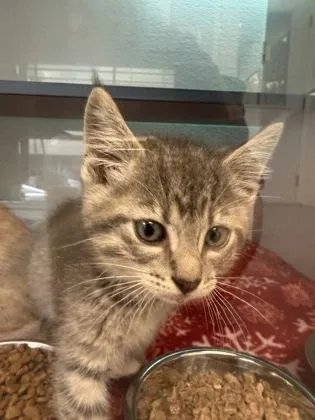 A baby small-sized male Domestic Short Hair cat named Pippy for adoption in Mount Pleasant, IA
