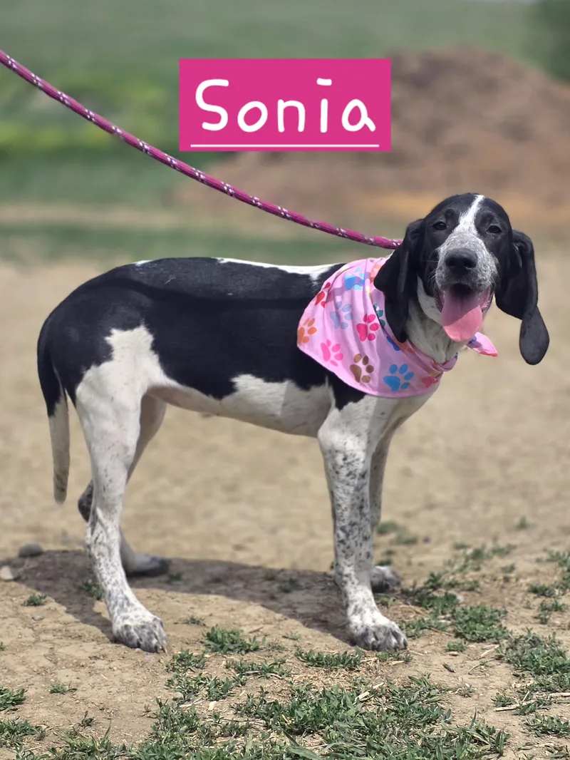 A baby large-sized female Bluetick Coonhound dog named Sonia for adoption in Walthill, NE