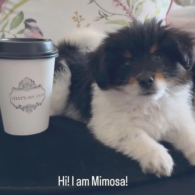 Mimosa thumbnail 3