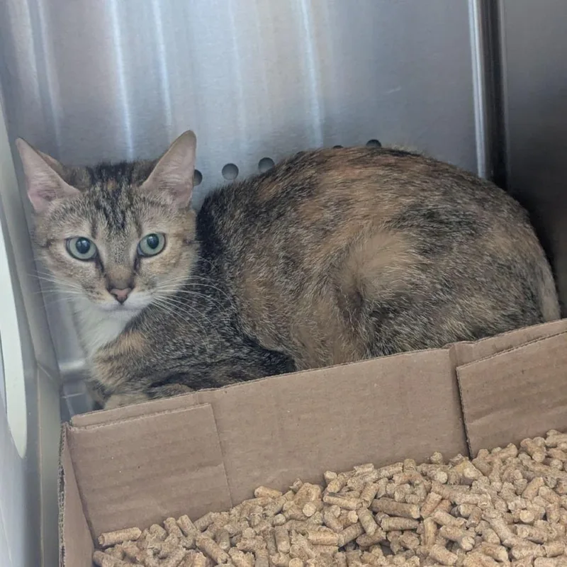 A young medium-sized female Gray / Blue / Silver Domestic Short Hair cat named Zara for adoption in Lynchburg, VA
