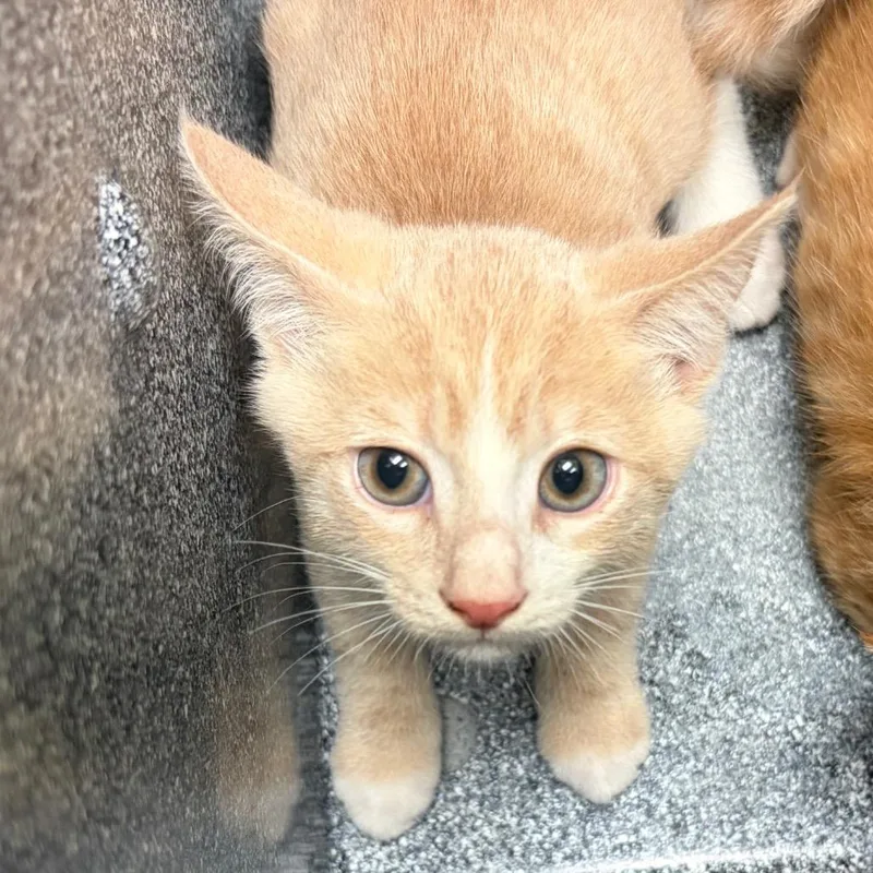 A baby small-sized male Buff / Tan / Fawn Domestic Short Hair cat named Webslinger for adoption in Charlottesville, VA