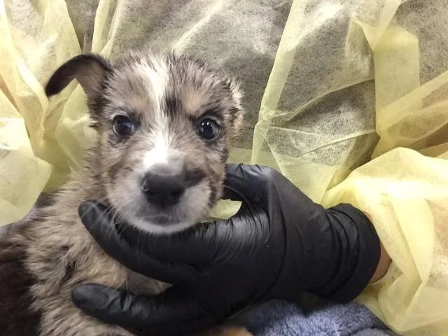 A baby small-sized male Australian Cattle Dog / Blue Heeler dog named Fanta for adoption in Thousand Palms, CA