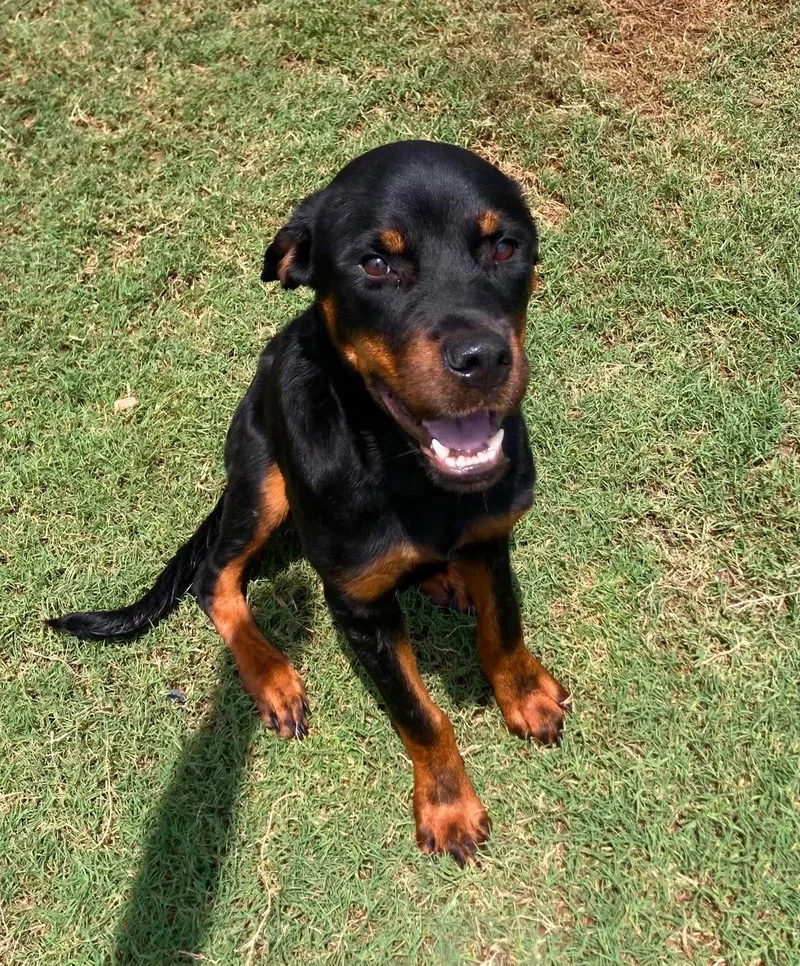 A young large-sized female Rottweiler dog named Ellie for adoption in Hillsboro, NH