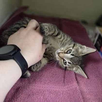 A baby small-sized female Domestic Short Hair cat named Nesta for adoption in Westland, MI